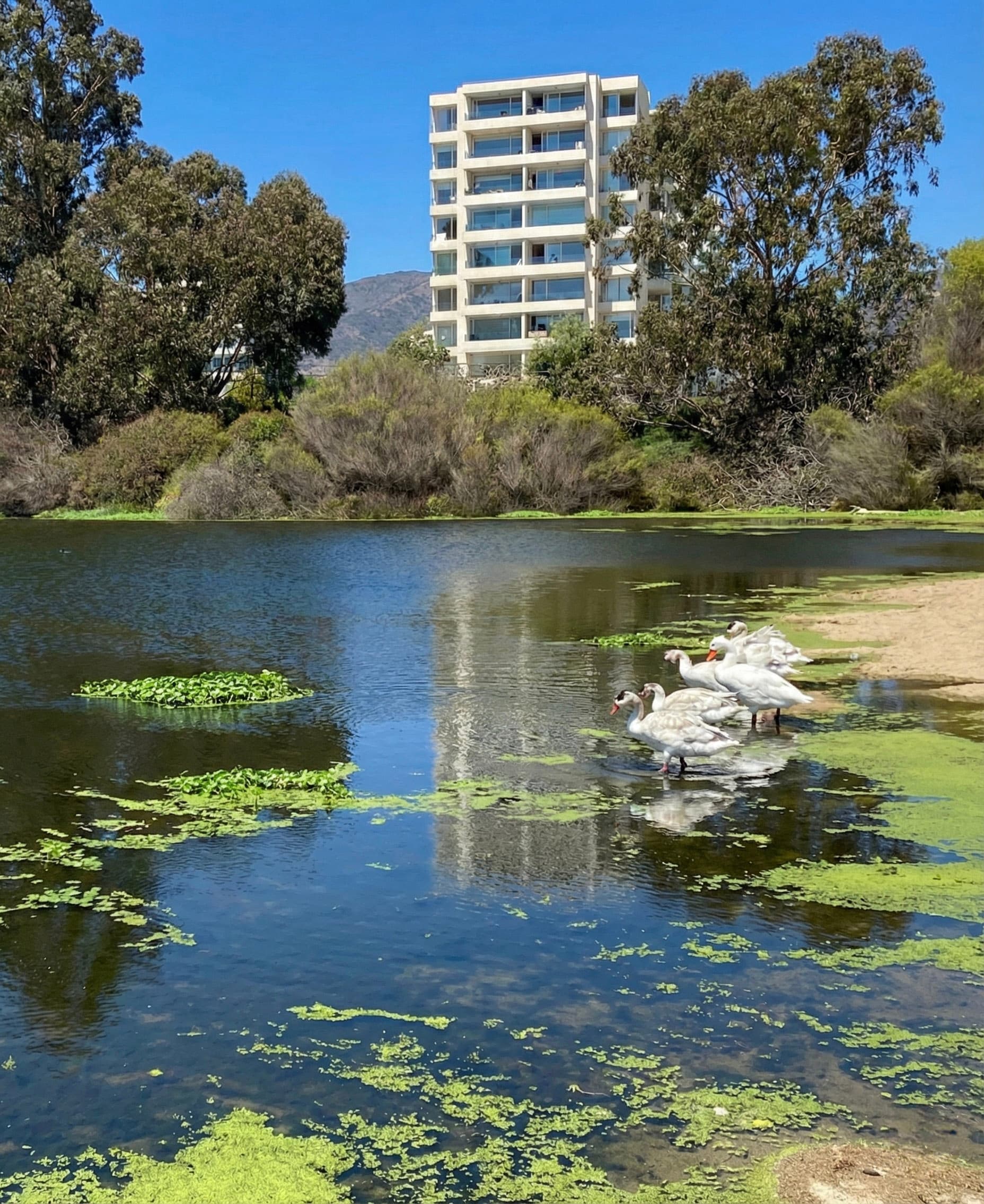 Corredora de ACVC Propiedades